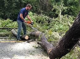 Best Tree Preservation Services  in Port Reading, NJ