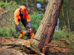 Best Tree Disease Treatment  in Port Reading, NJ