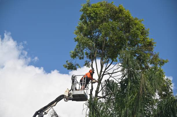 Port Reading, NJ Tree Care Company