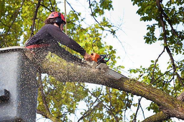 Best Lot and Land Clearing  in Port Reading, NJ