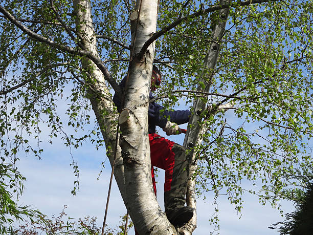 Best Weed Control  in Port Reading, NJ